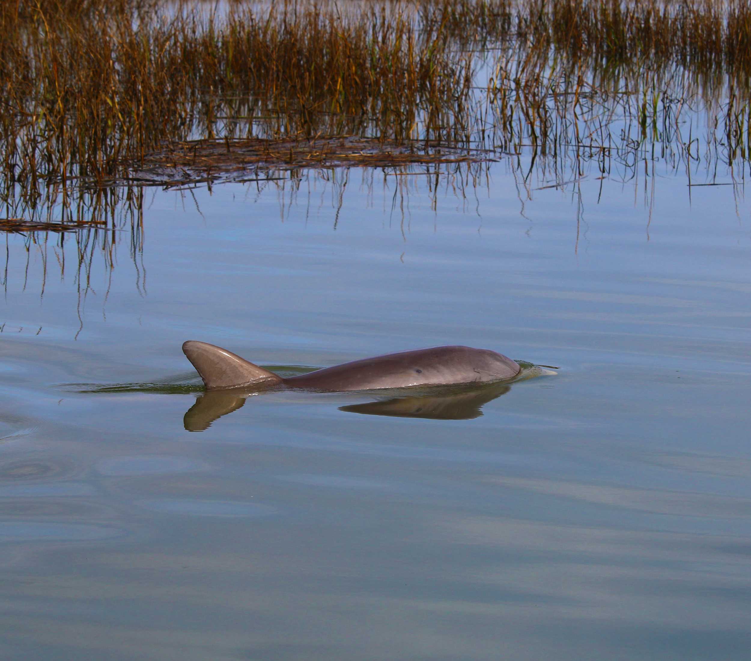 Dorsal Fin