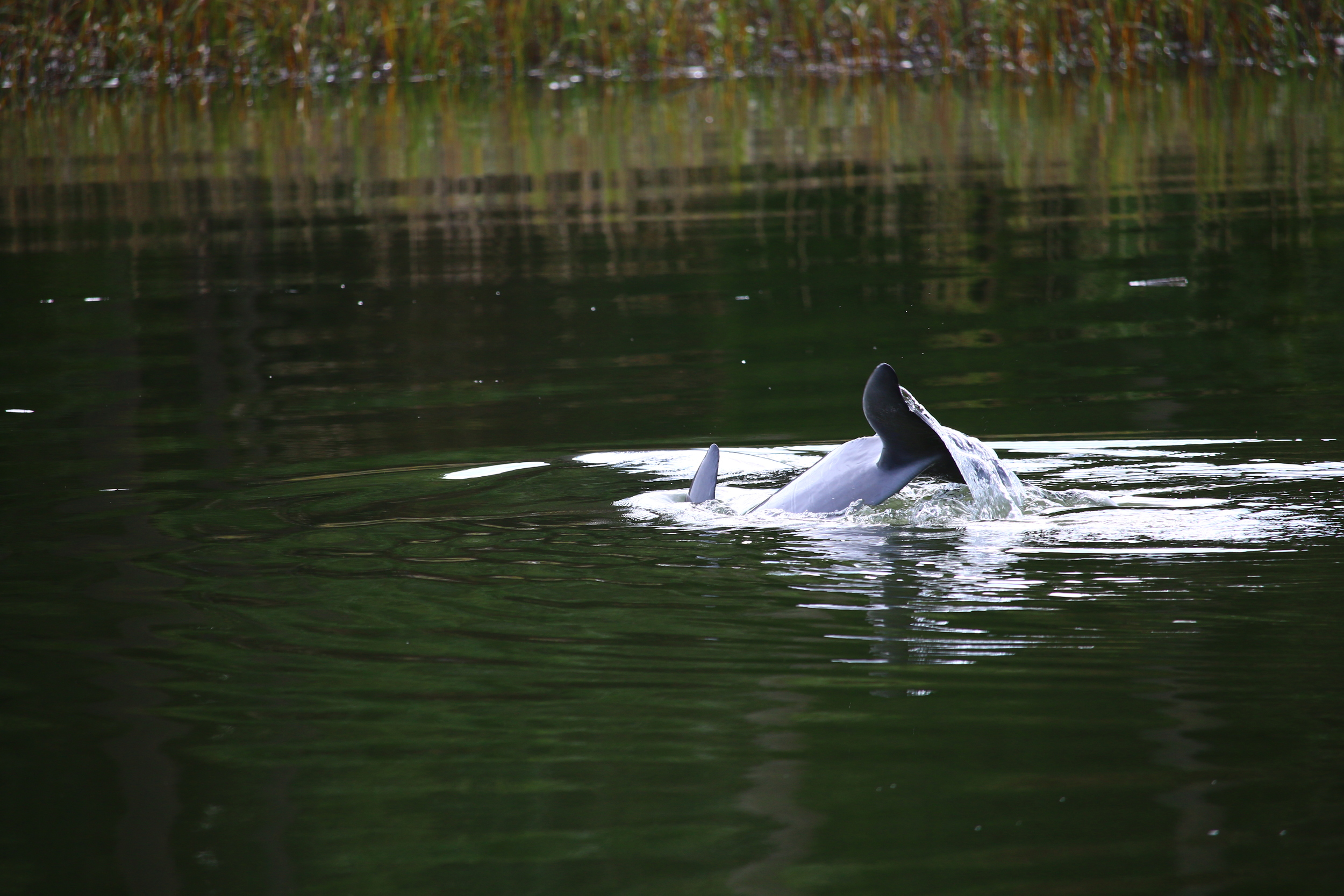 Dolphins Hunting