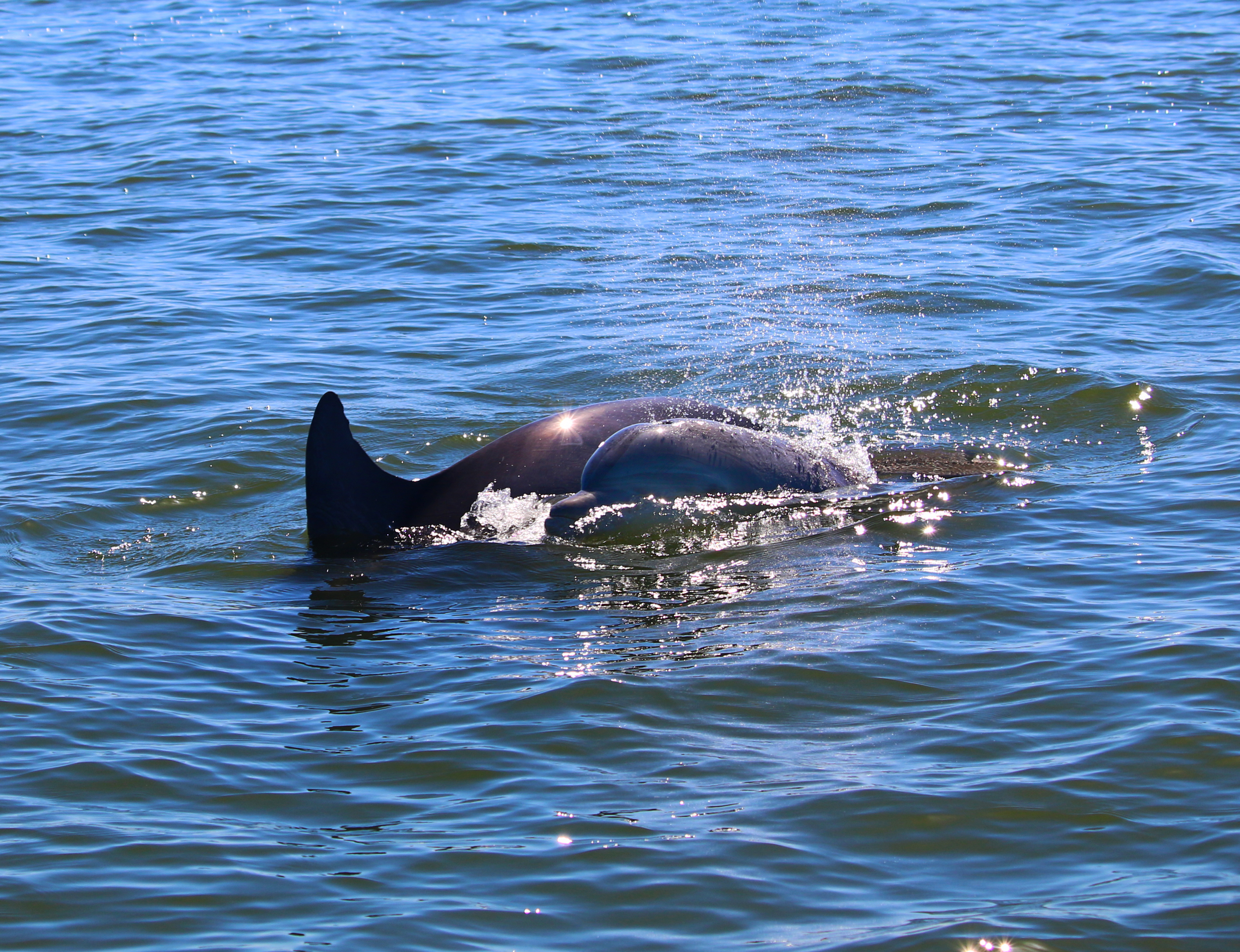 Mother and Calf