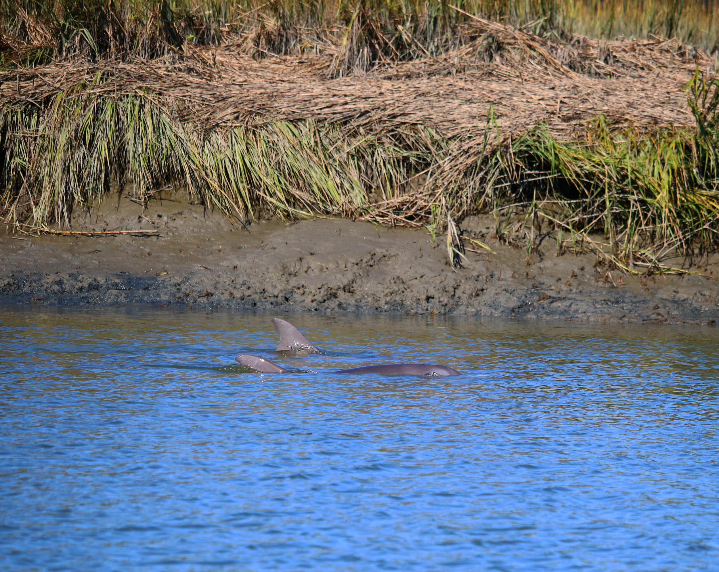 Creek Dolphins