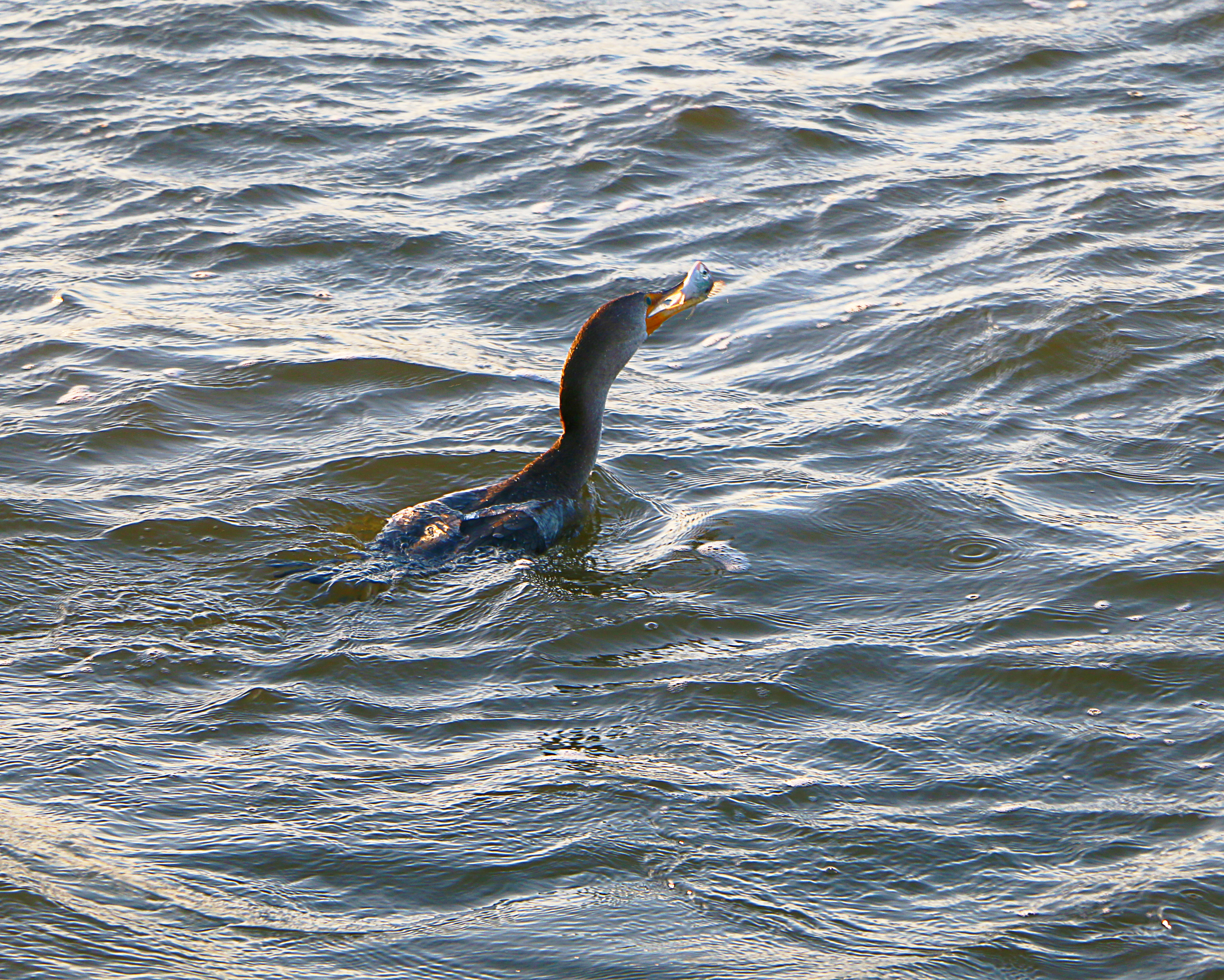 Cormorant with a successful catch!