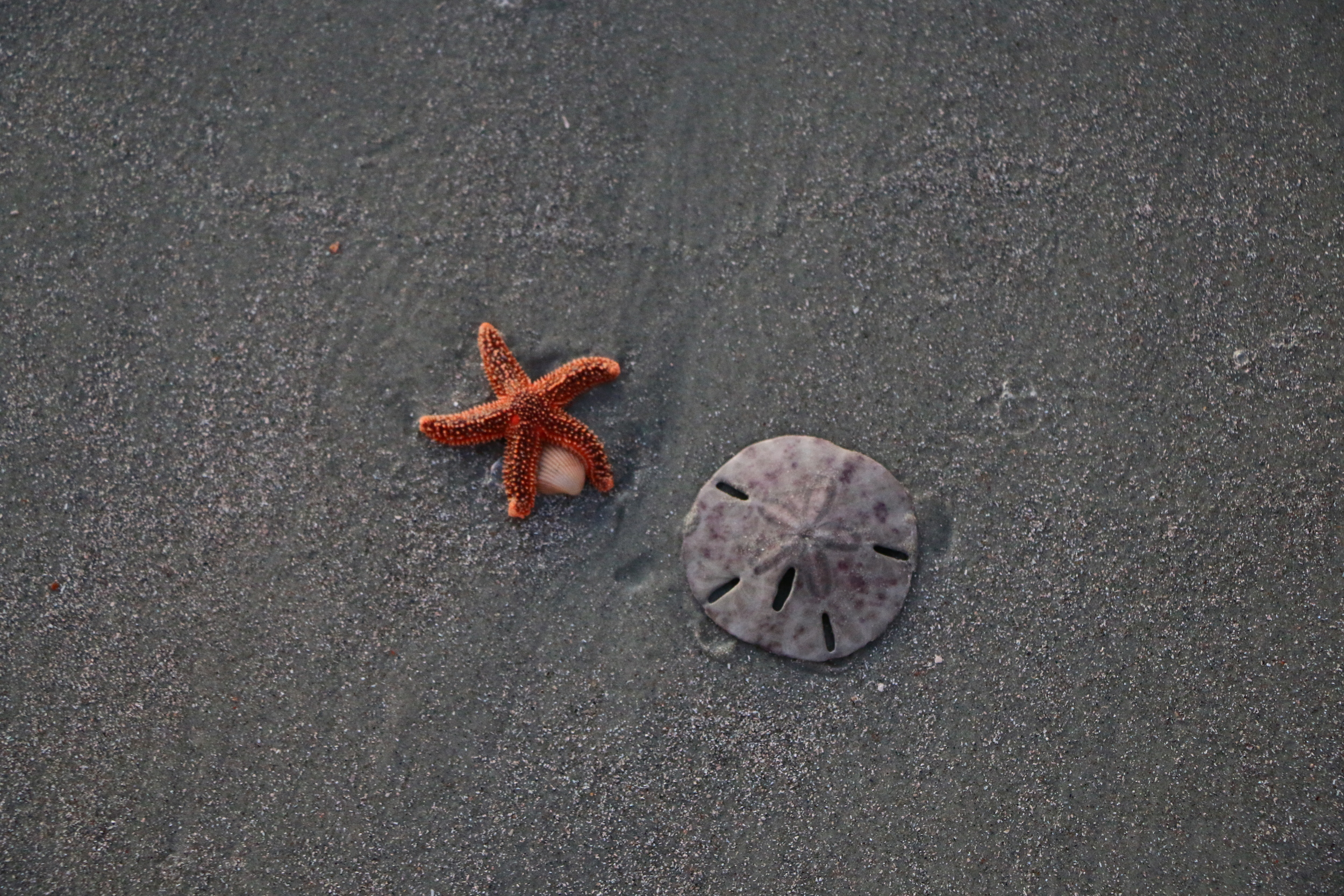 Starfish and Sand Dollar
