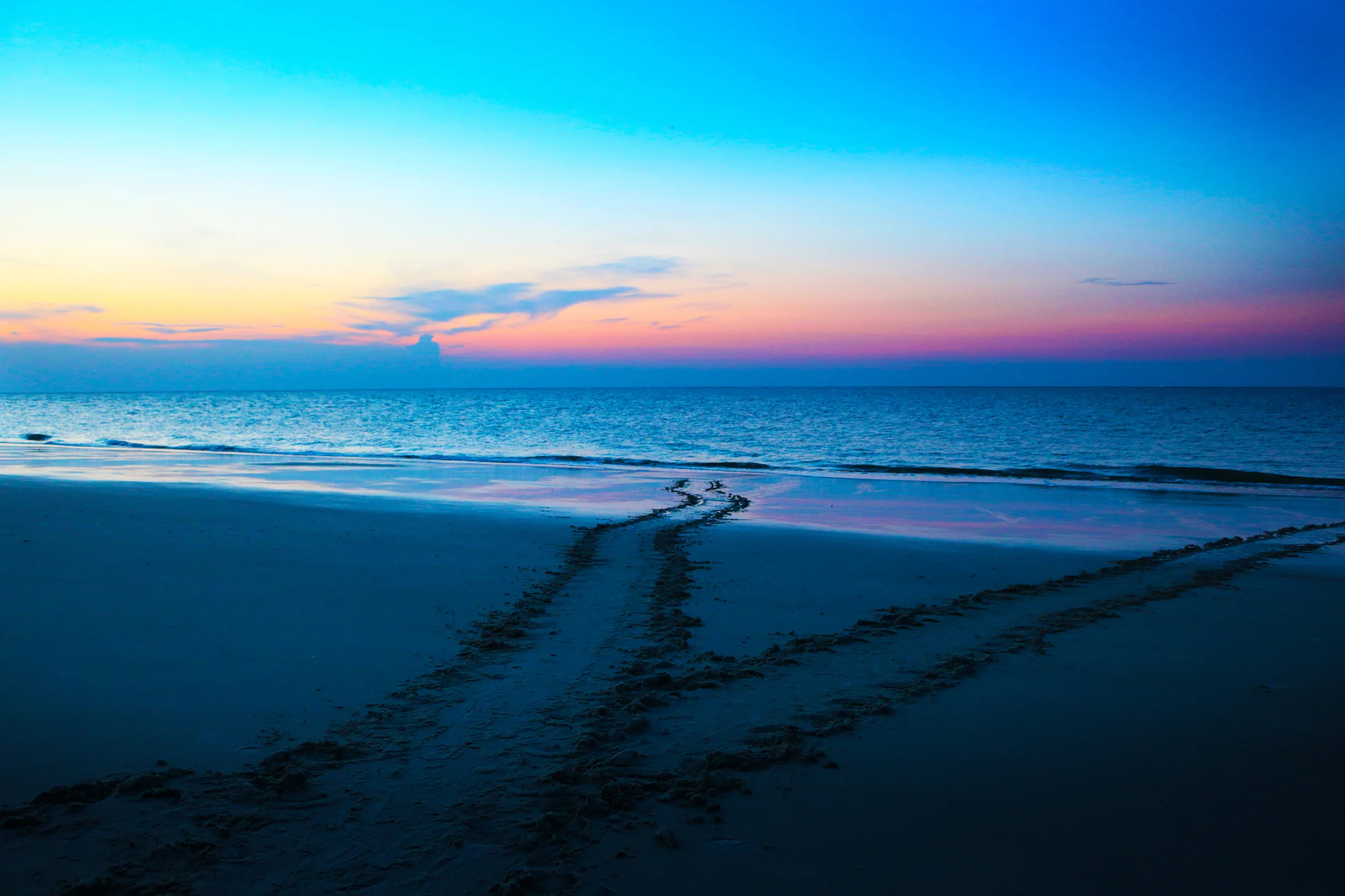 Mama sea turtle tracks during a sunrise on Hilton Head Island, SC. Notice 2 sets of tracks which mean this turtle has already returned to the water. One set to the nest, one set back to the water.