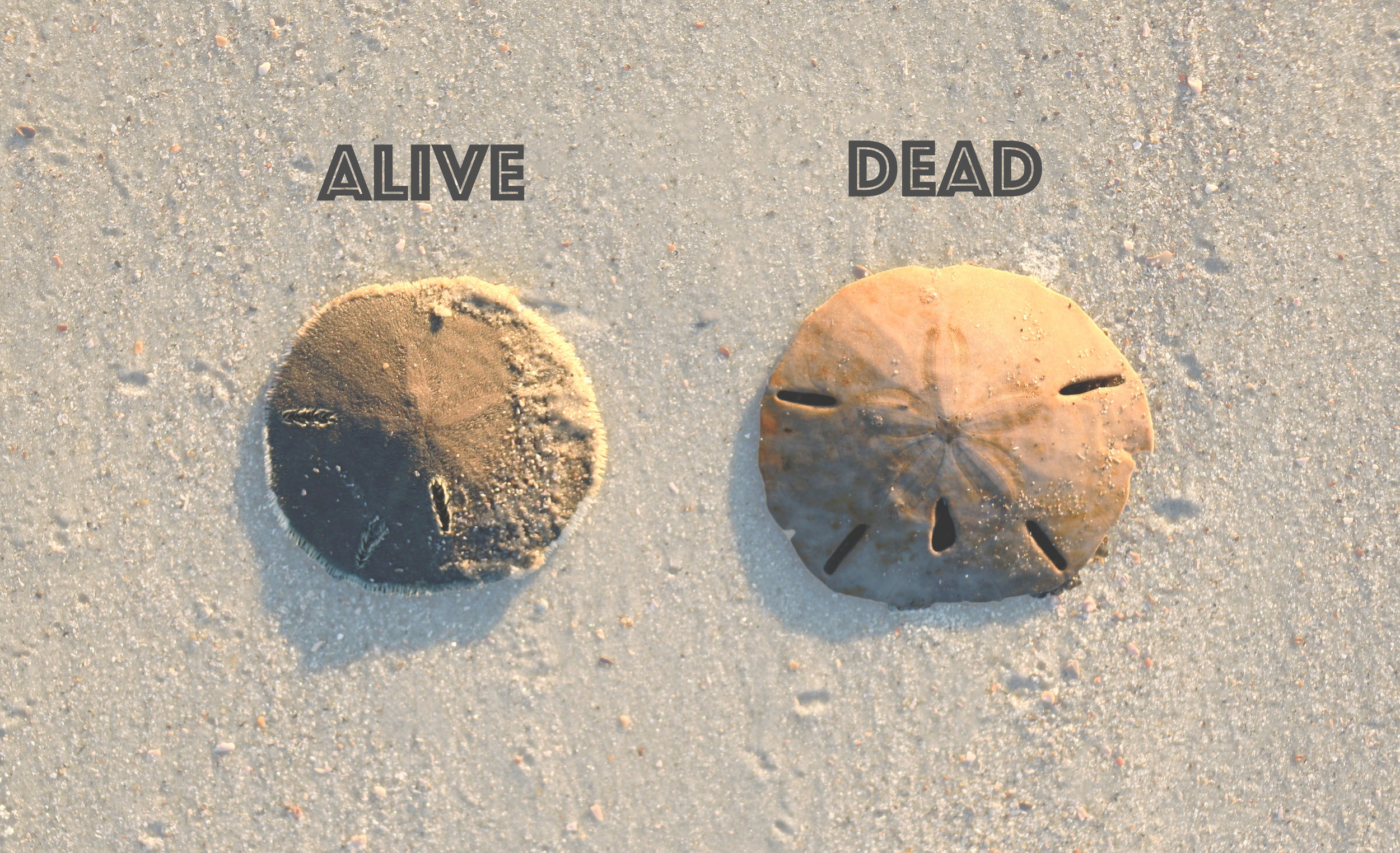 SAND DOLLAR