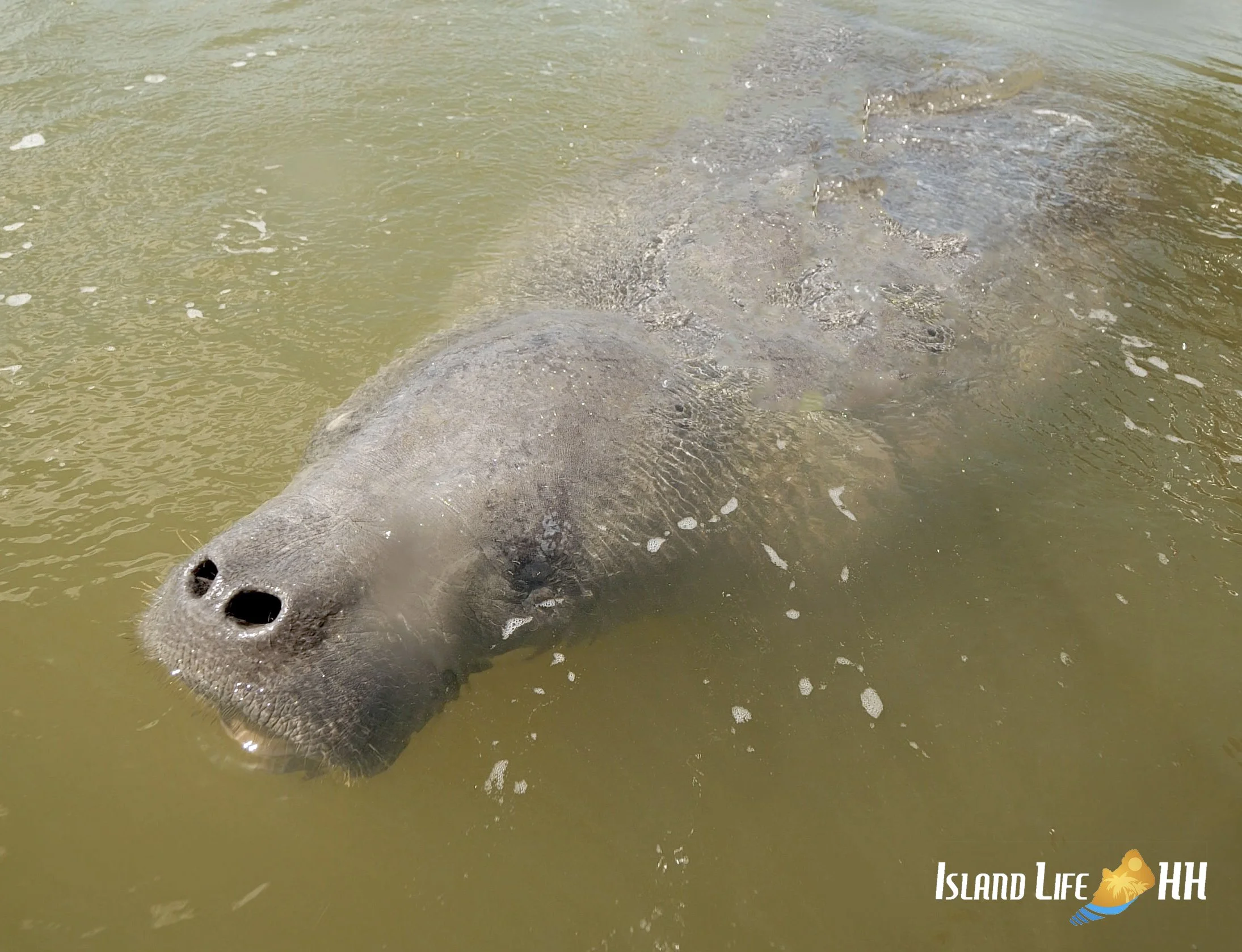 Discover Manatees in South Carolina: Sightings, Facts, and Conservation