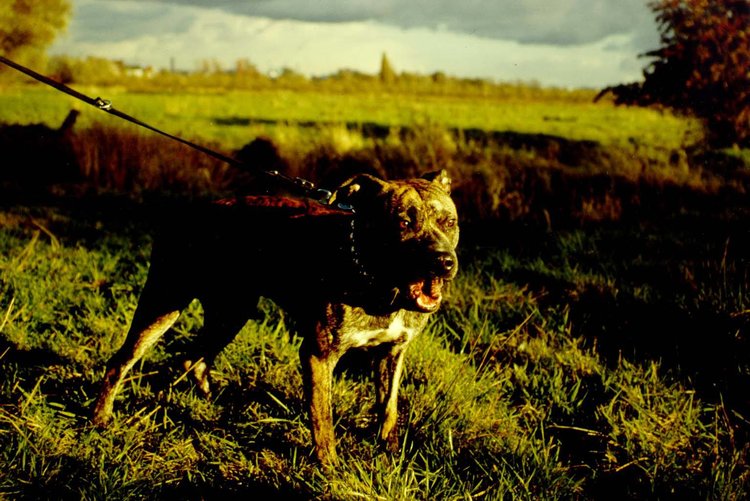 HUNDE AUS SAMT UND STAHL