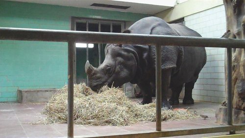 PANZERNASHORN I RHINOCEROS