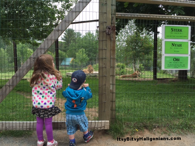 The lions at Oaklawn Farm Zoo
