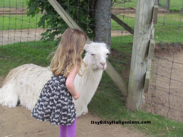 Getting up close and personal with the friendly llamas