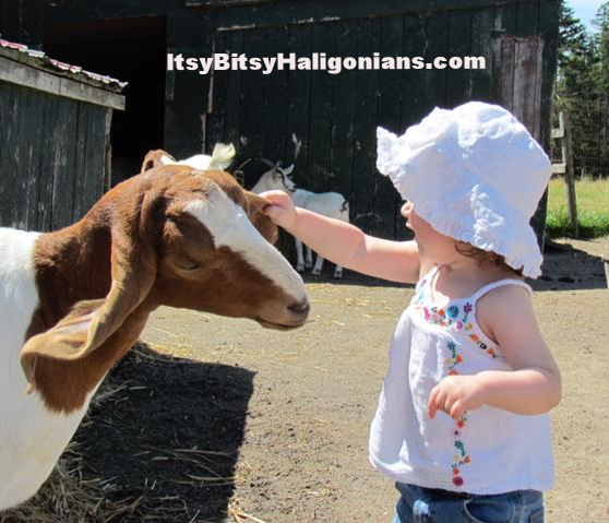 Hatfield Farms Petting Zoo