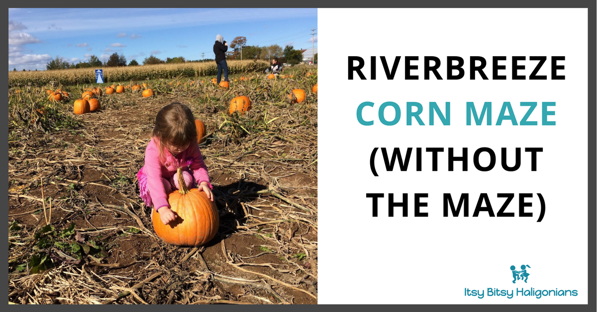 riverbreeze corn maze.png