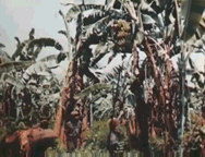 Footage depicting workers in Banana Plantations in the Atlantic using a hook to bring down the plant and a machete to cut off the banana bunch to load on a mule for transportation. Extract is from "Calling on Costa Rica" ©MGM Studios 1947.