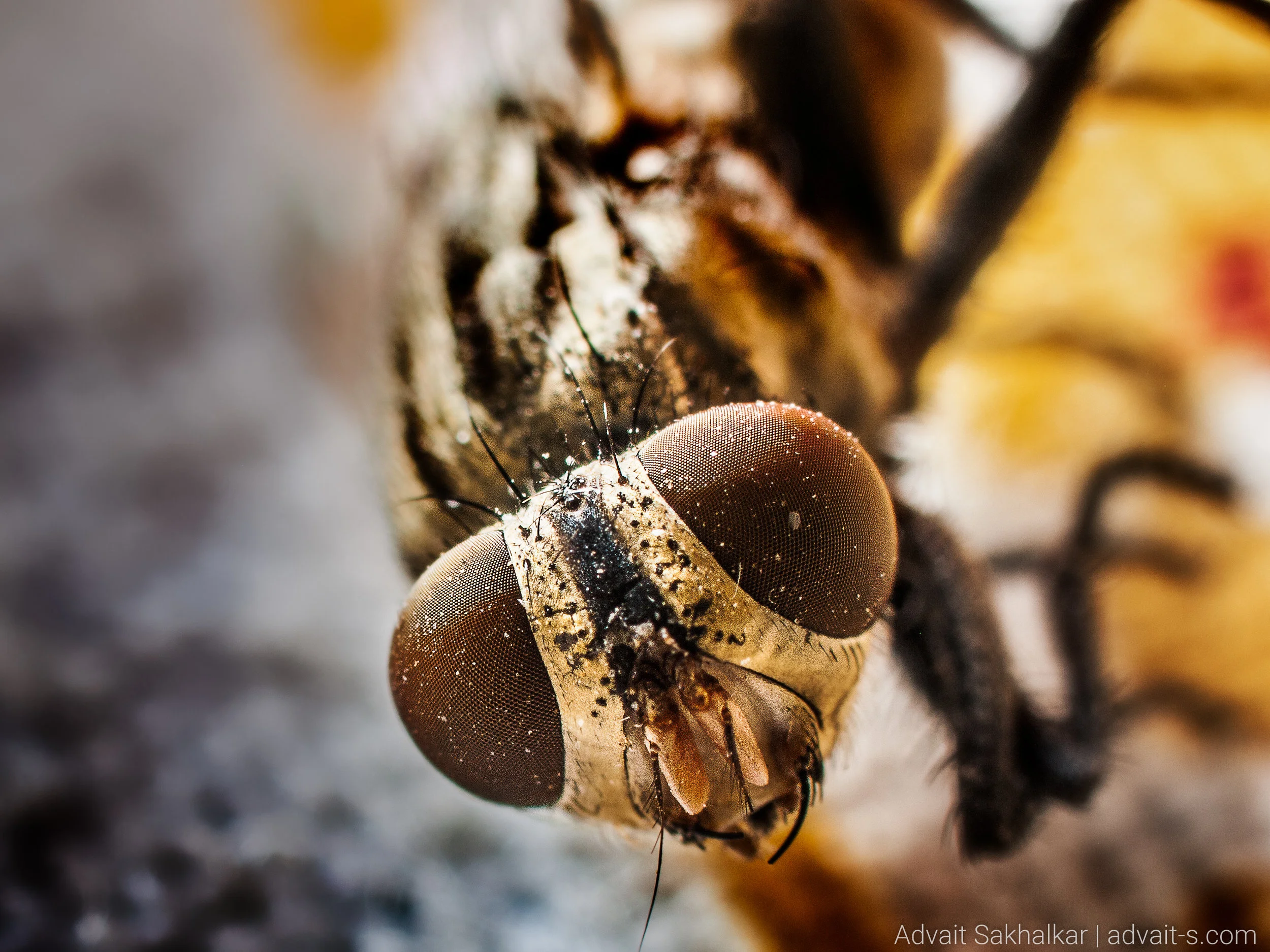 _4112073-Edit.jpg