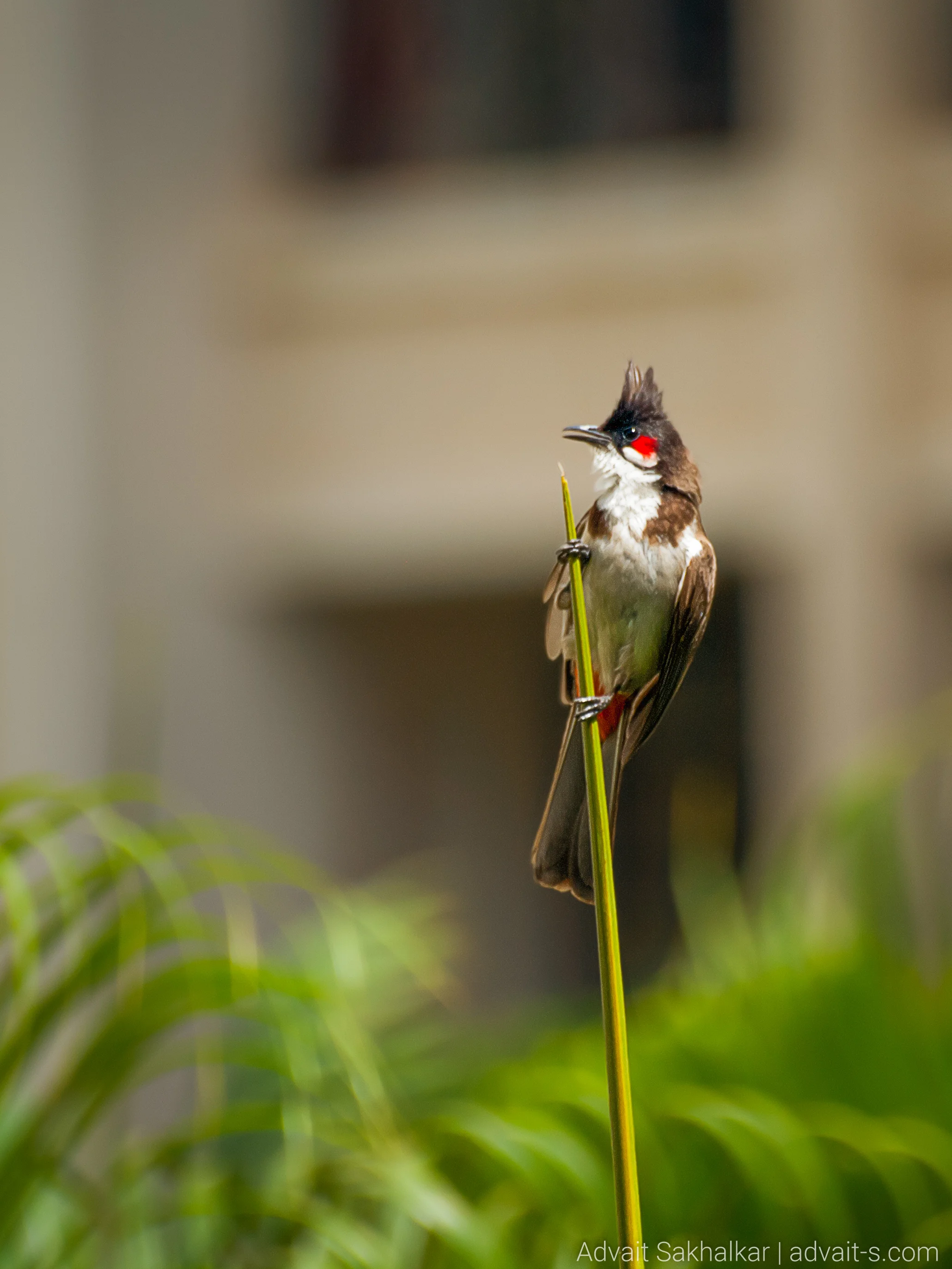 _6092802-Edit_crop.jpg