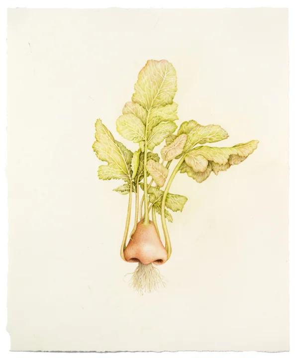 "Untitled (Kohlrabi Nose)" colored pencil on paper, 17" x 14", 2013