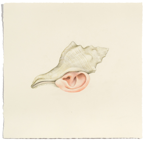 "Untitled (Shell Ear)" colored pencil on paper, 13" x 13.5", 2013
