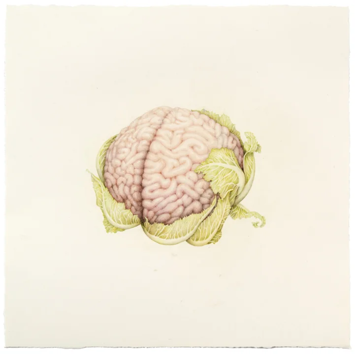 "Untitled (Cauliflower Brain)" colored pencil on paper, 15.25" x 15.25", 2013