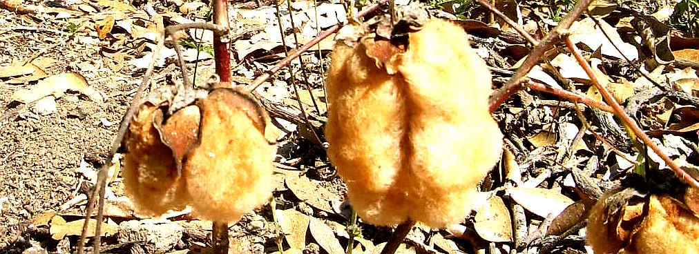 cotton field