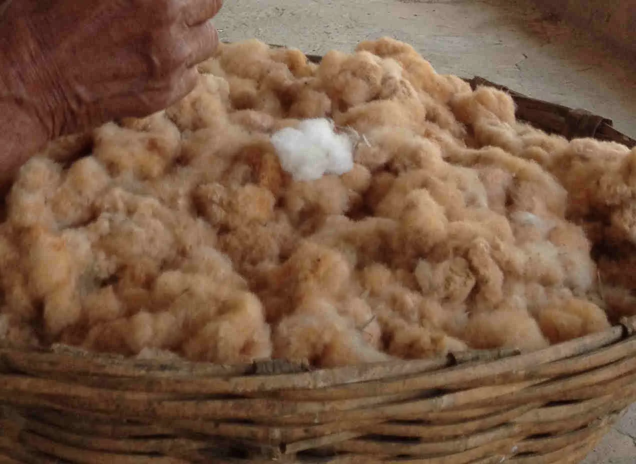 cotton.jpg