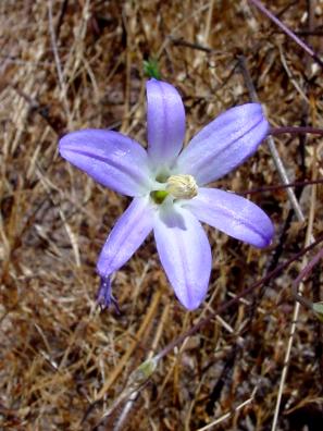 Orcutt's brodiaea