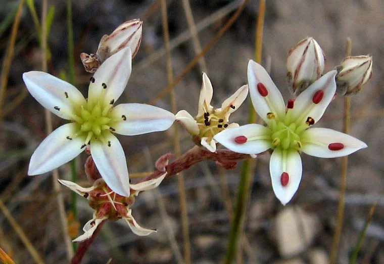 Blochman’s dudleya
