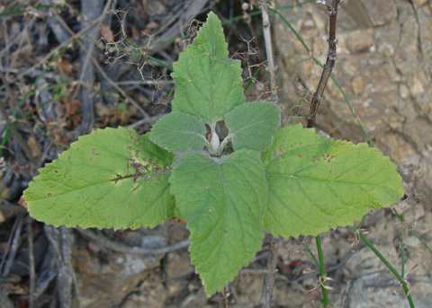 Heart-leaved pitcher sage