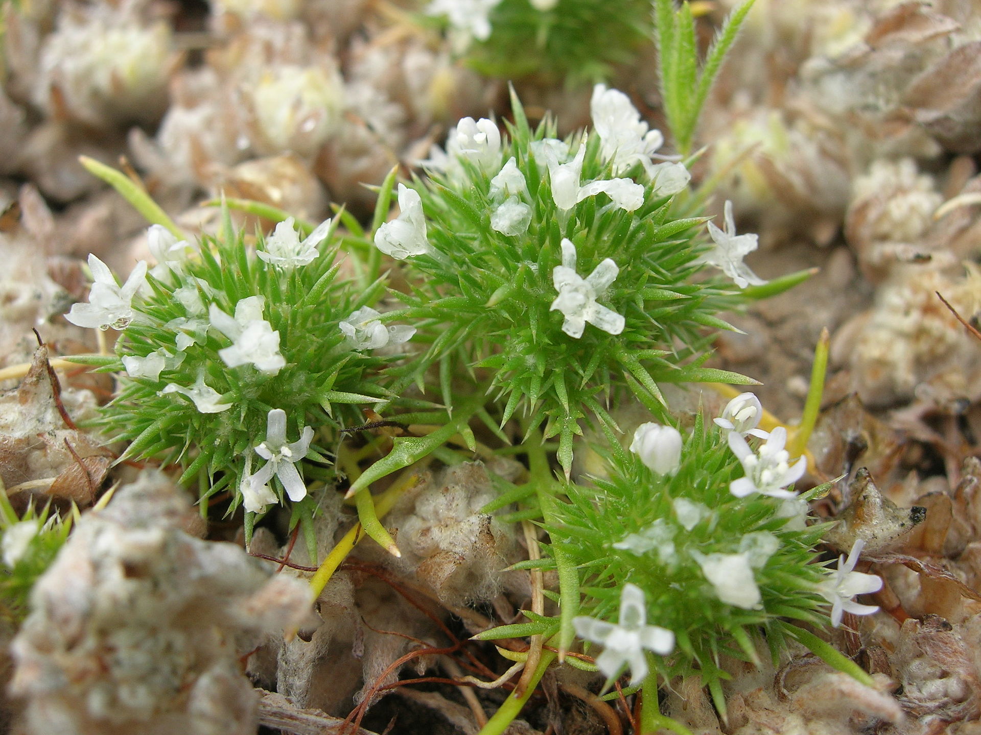 Spreading navarretia