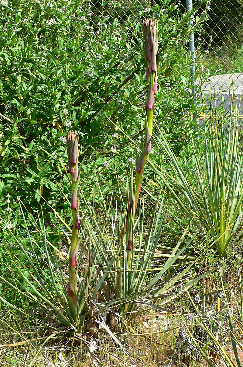 Chaparral beargrass