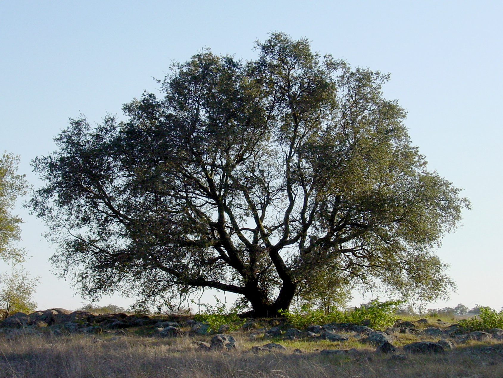 Engelmann oak