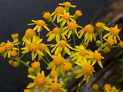 Gander’s ragwort