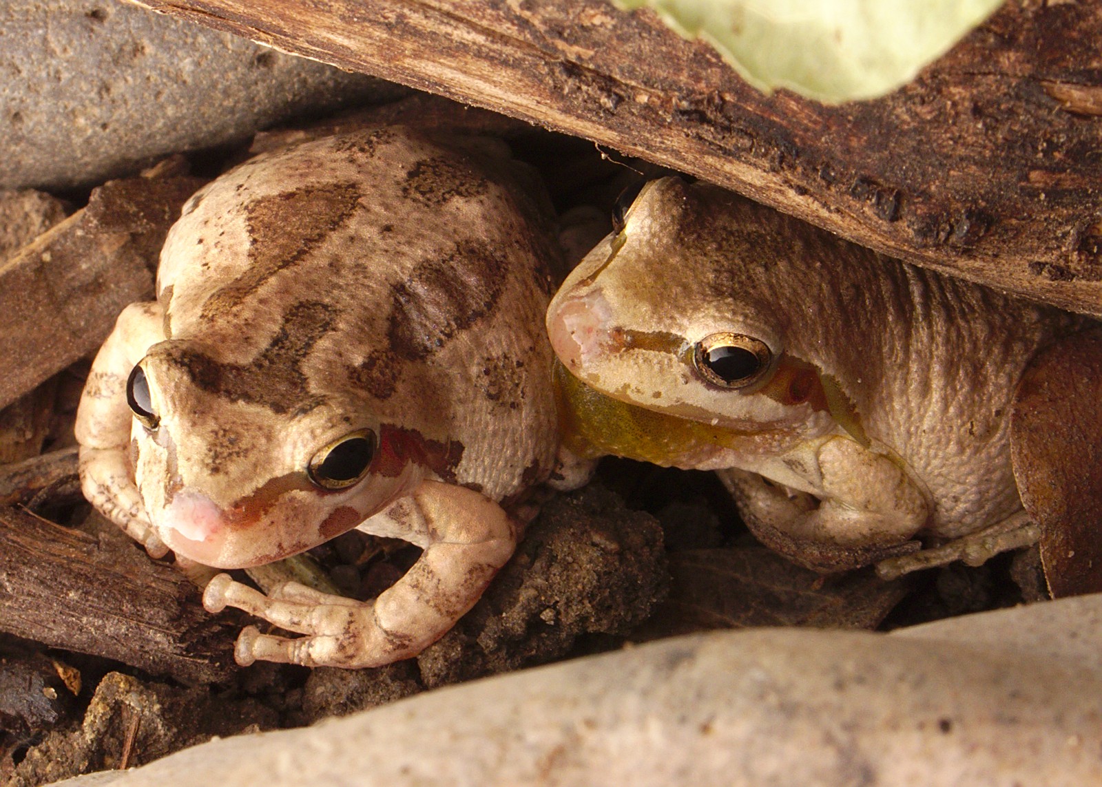 California Tree frog