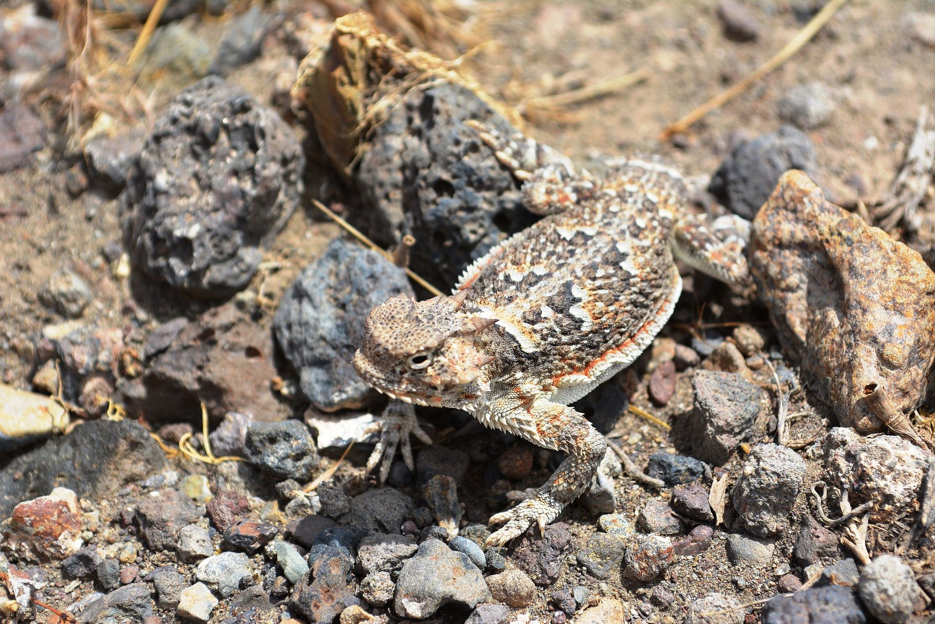 Coast horned lizard