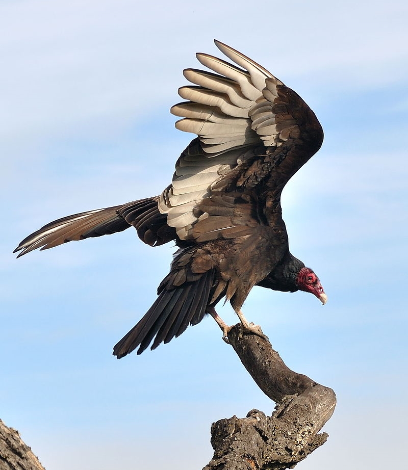 Turkey vulture