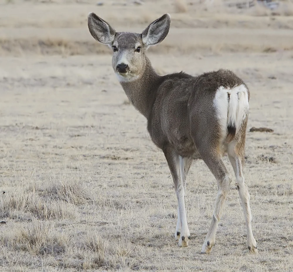 Mule deer