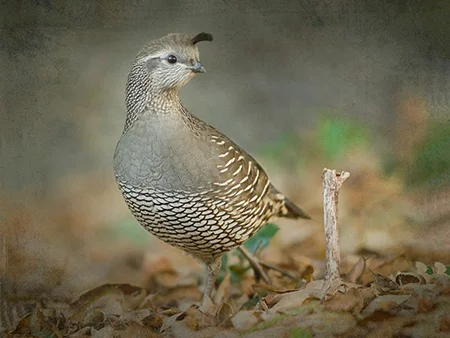 Sandy Zelasko 's photography, one of many artists who donated to 11/17/17 silent art aucton.