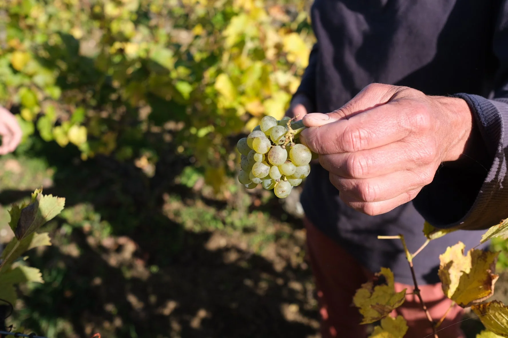 michel_autran_melin_vin_06.jpg