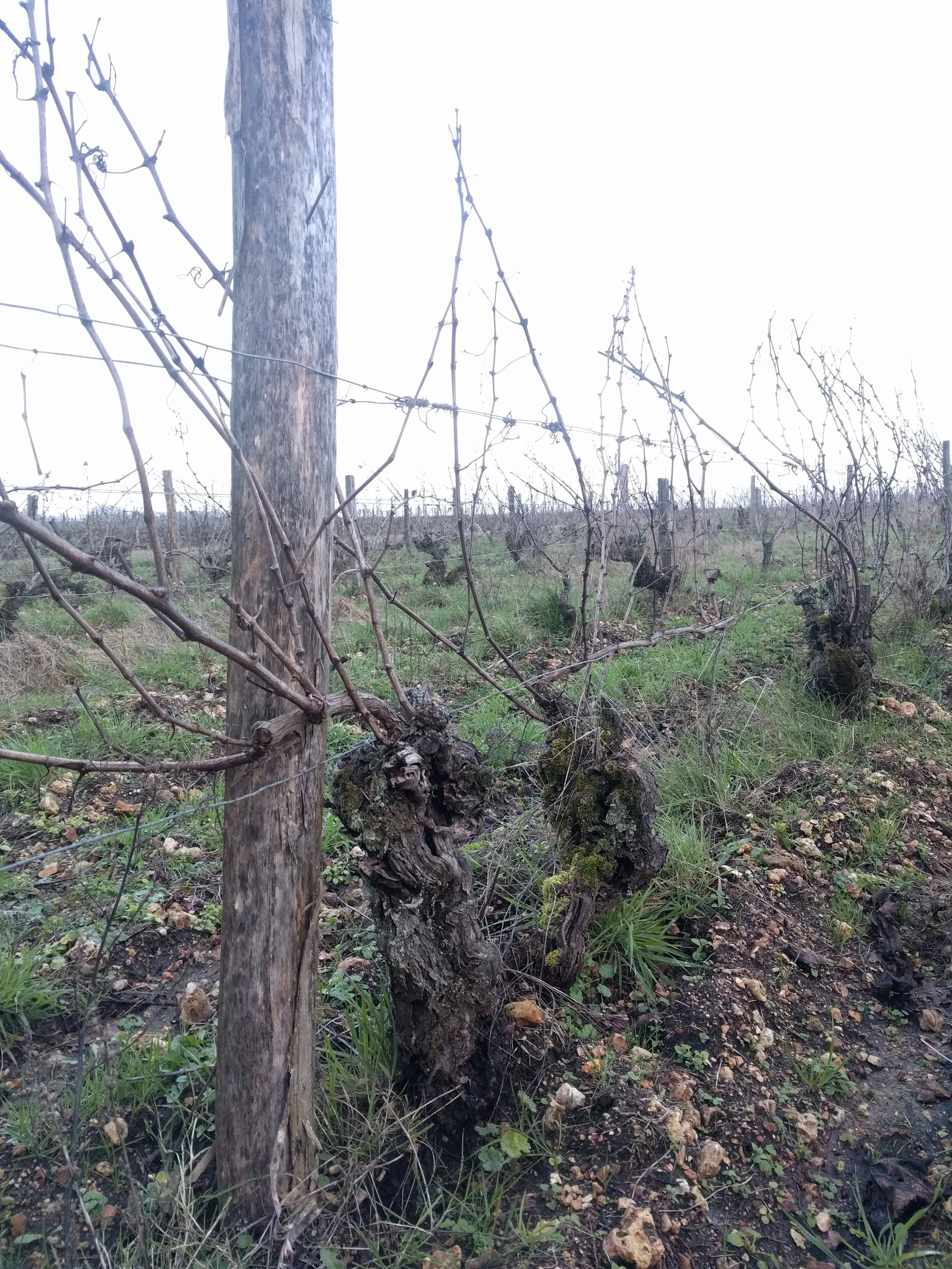 julien_pineau_melin_vin_02.jpg