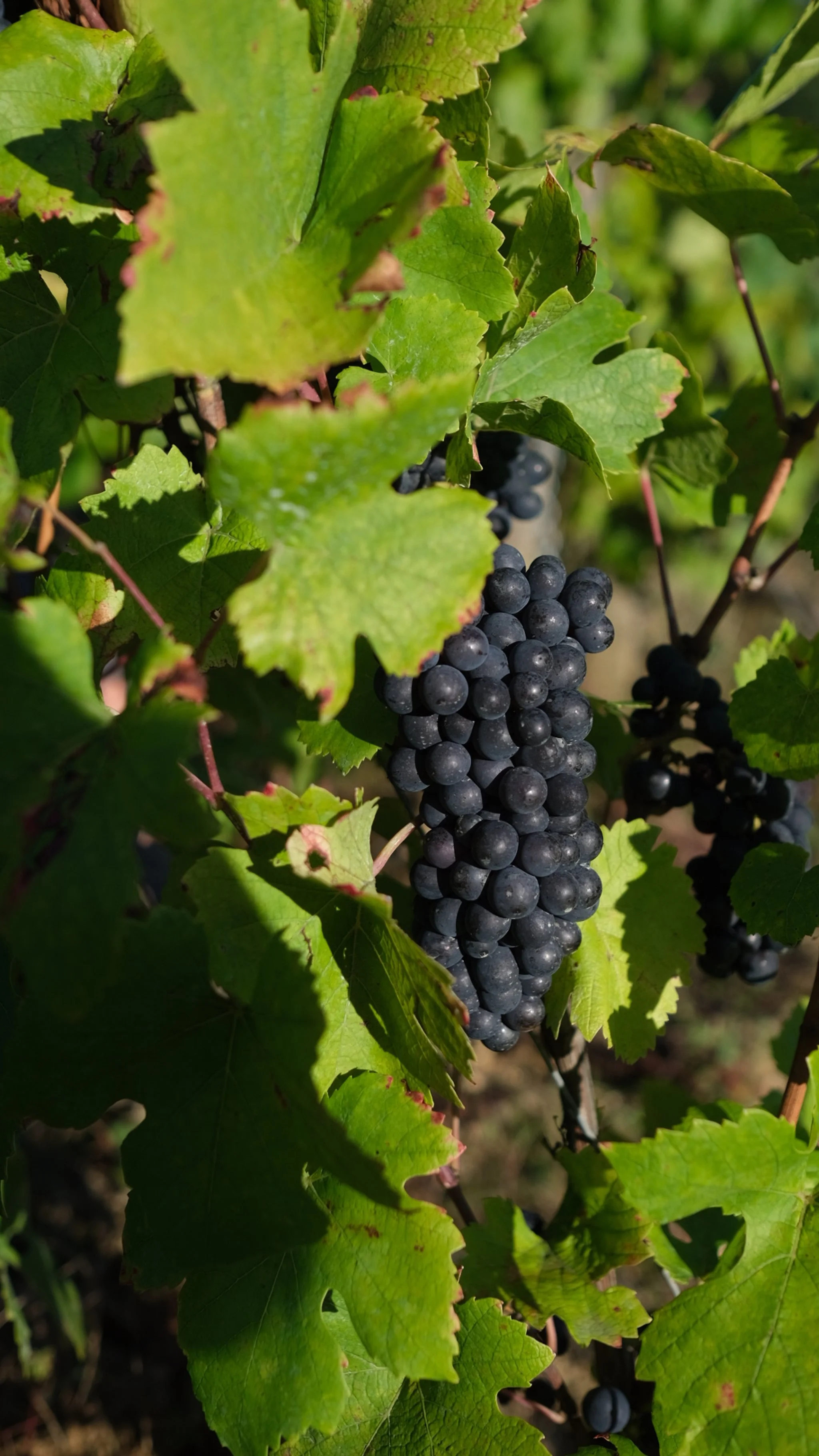 double_zero_melin_vin_01.jpg