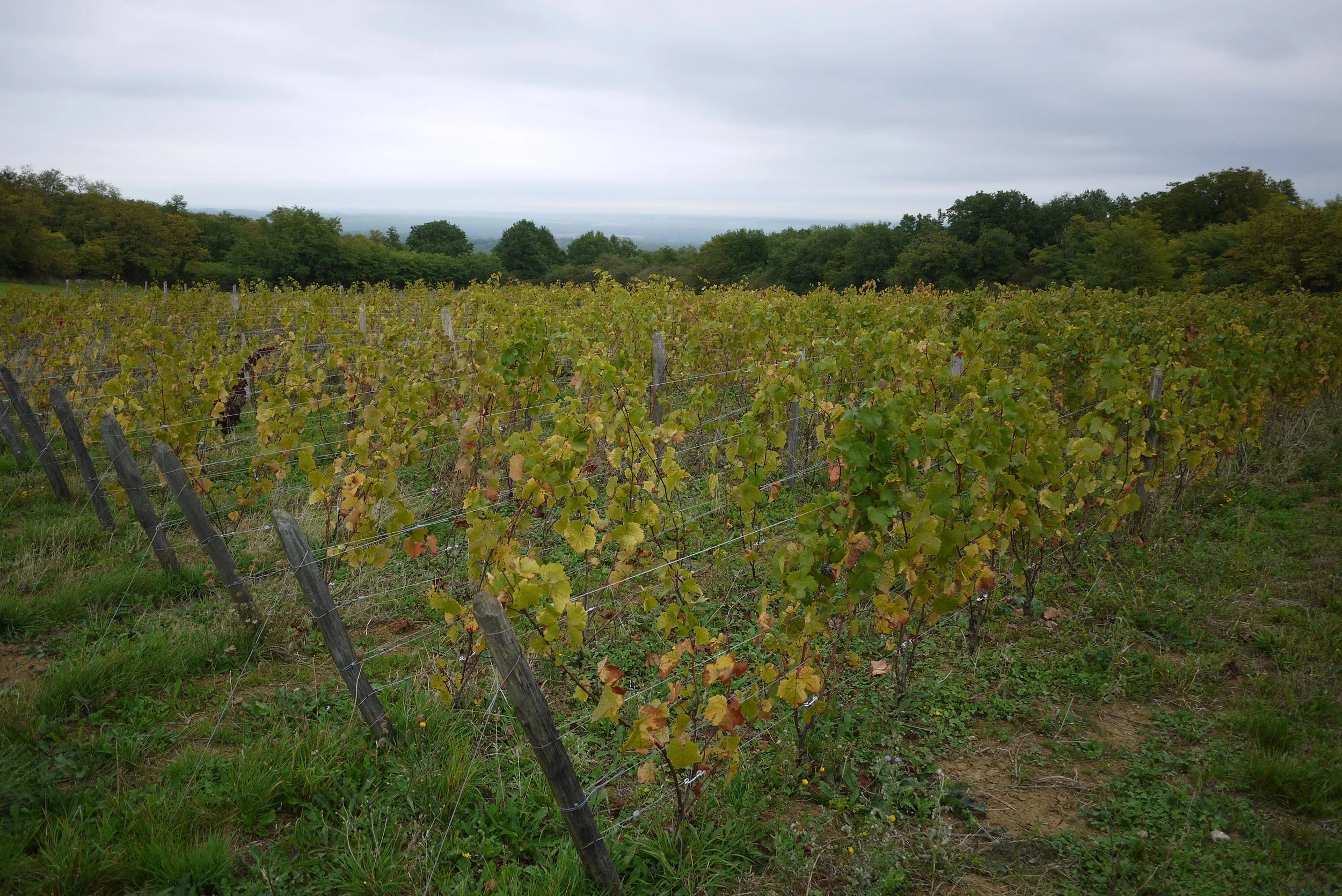 domaine_des_fauvettes_melin_vin_03.jpg