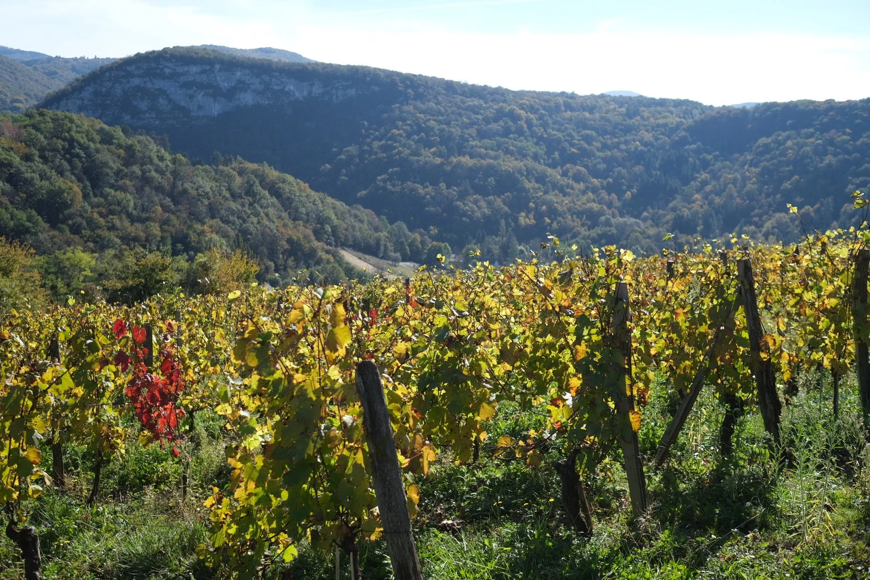 sonshine_sonnettes_melin_vin_06.jpg