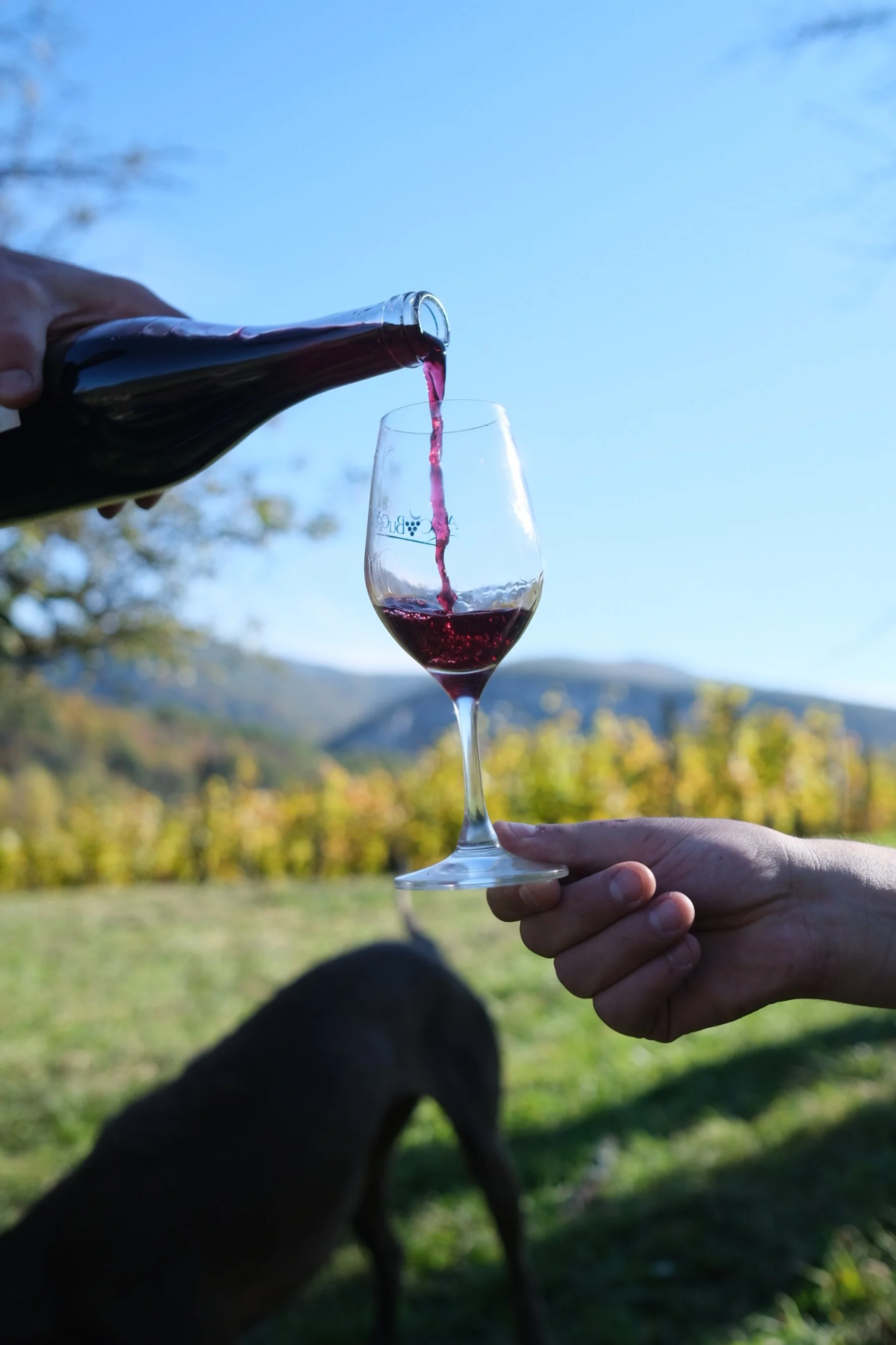 sonshine_sonnettes_melin_vin_04.jpg