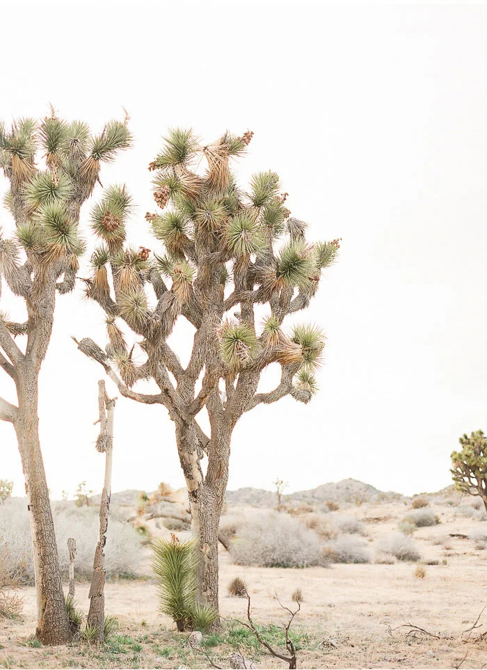 joshua tree, california