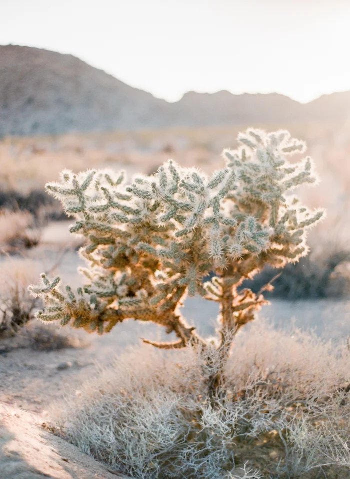 palm springs photographer-15.jpg