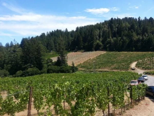 PorterBassVineyard.jpg