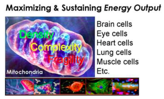 The powerhouse of energy creation in every cell: Mitochondria