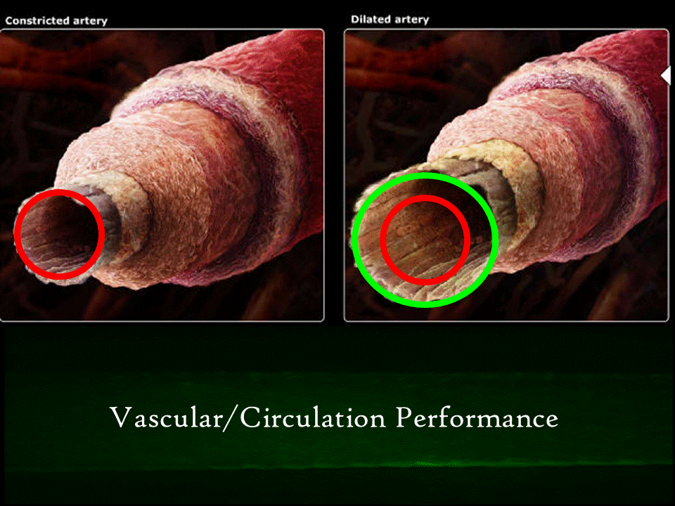 endothelial performance.gif