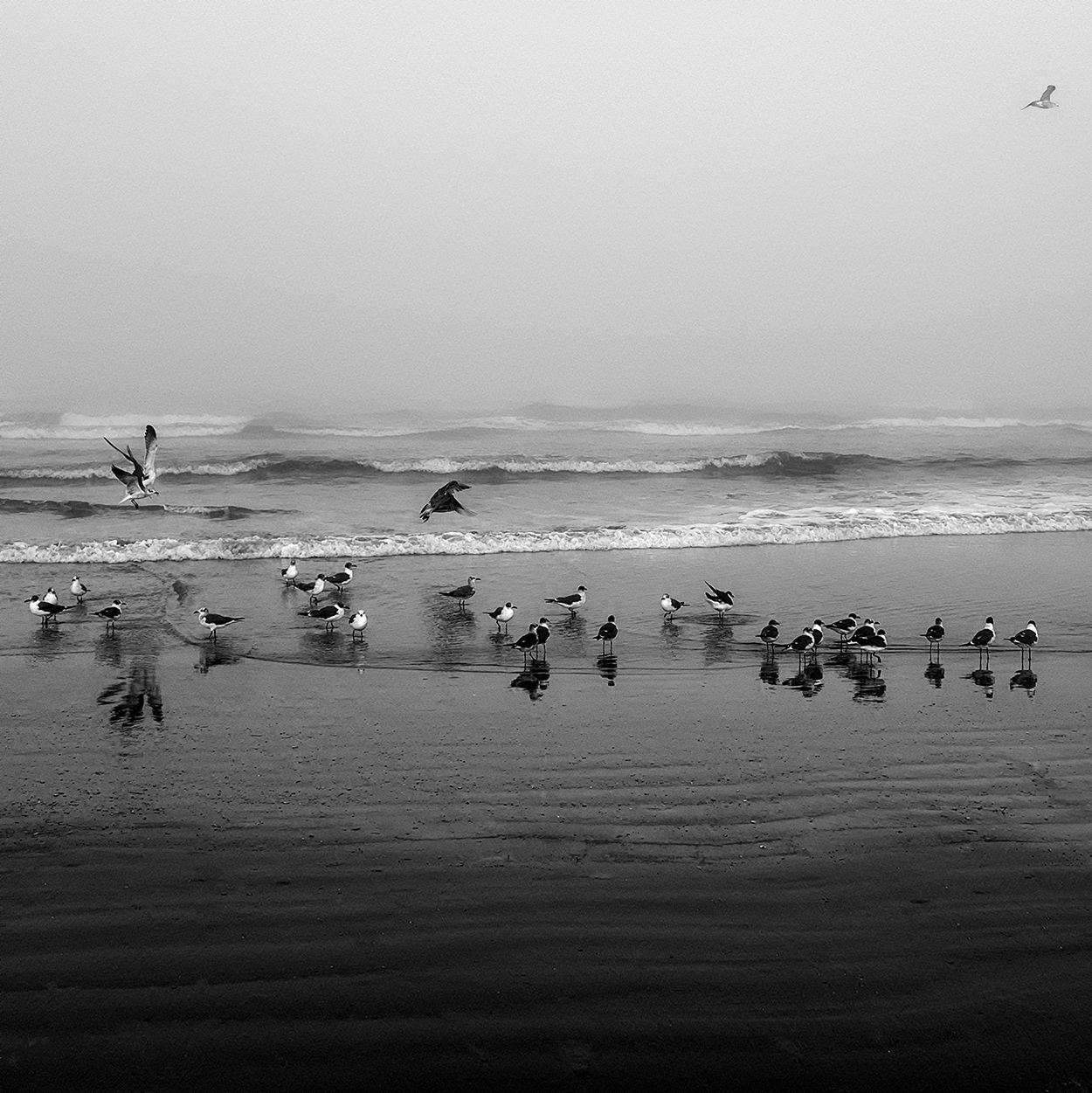 Birds and Fog