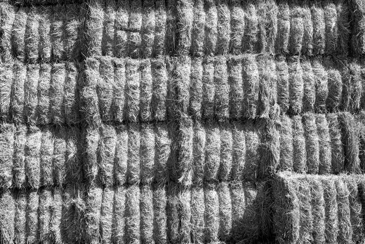Freshly cut and stacked hay bales