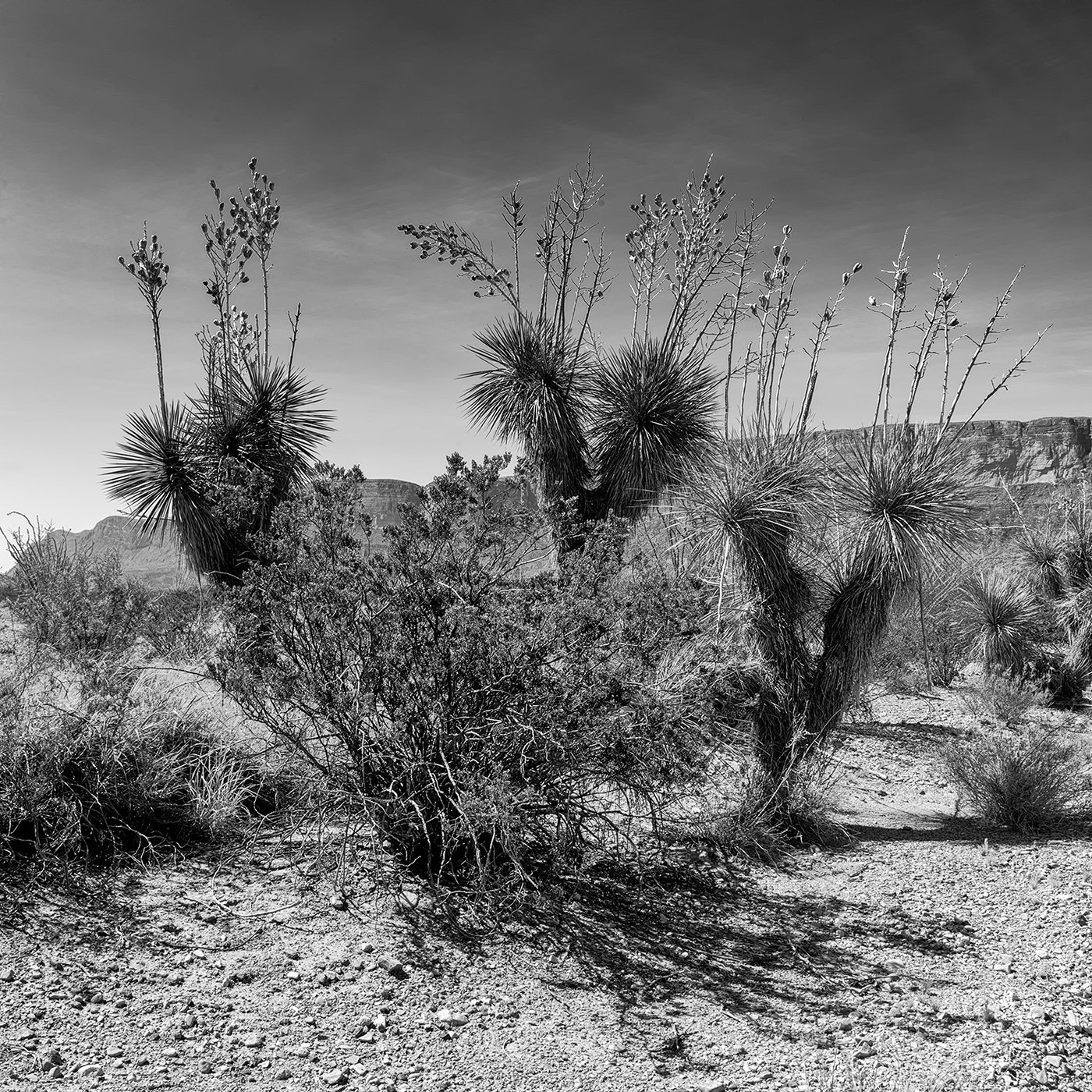 D800.20190727.AMA.DSC6762.BW.MaverickRd.Yucca.1.jpg