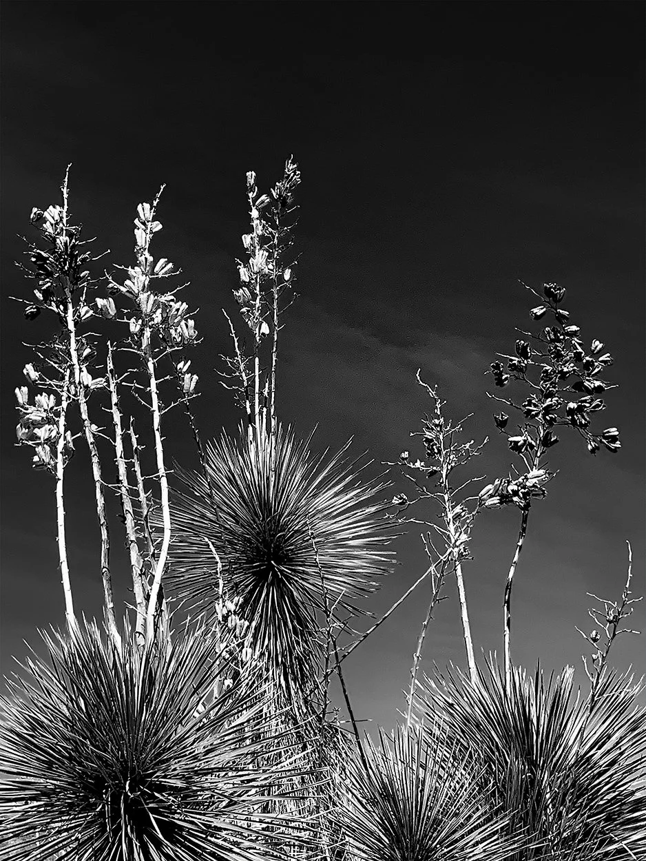 IMG_6808.1.Yucca sky.jpg